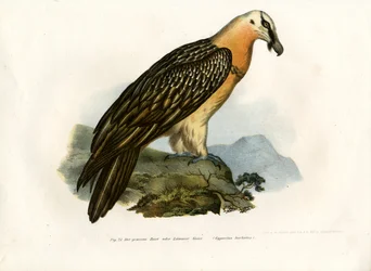 Skæggrib, 1864